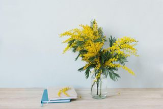 mimosa in a glass vase