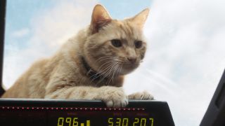 Goose the Cat in Captain Marvel