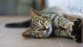 Tabby cat stretched out asleep on tiled floor
