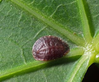 scale insect on green leaf