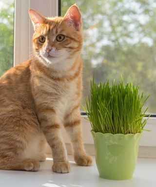 ginger cat sat on windowsill next to a green pot of cat grass