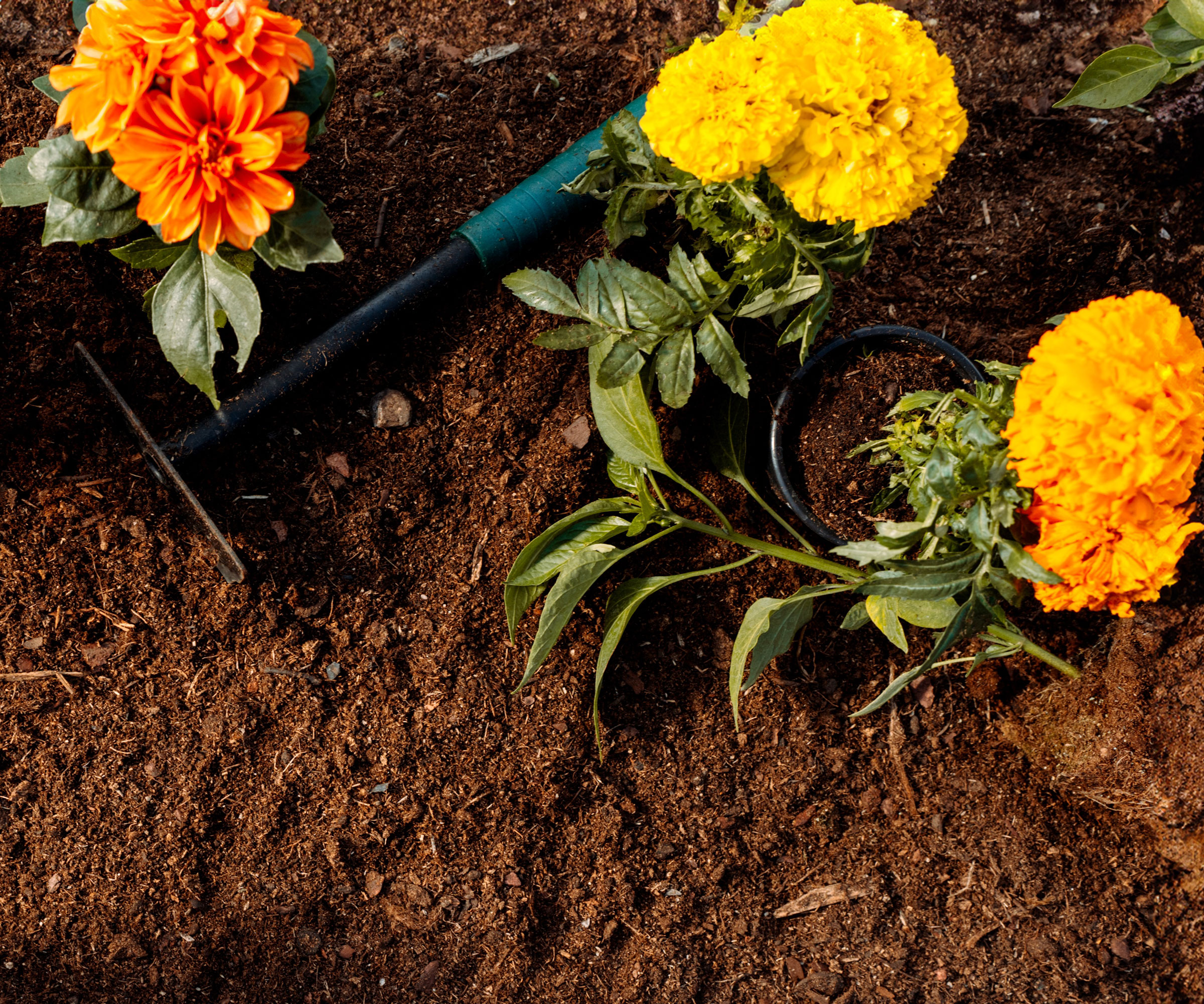 bright orange and yellow flowers in a garden bed near a gap
