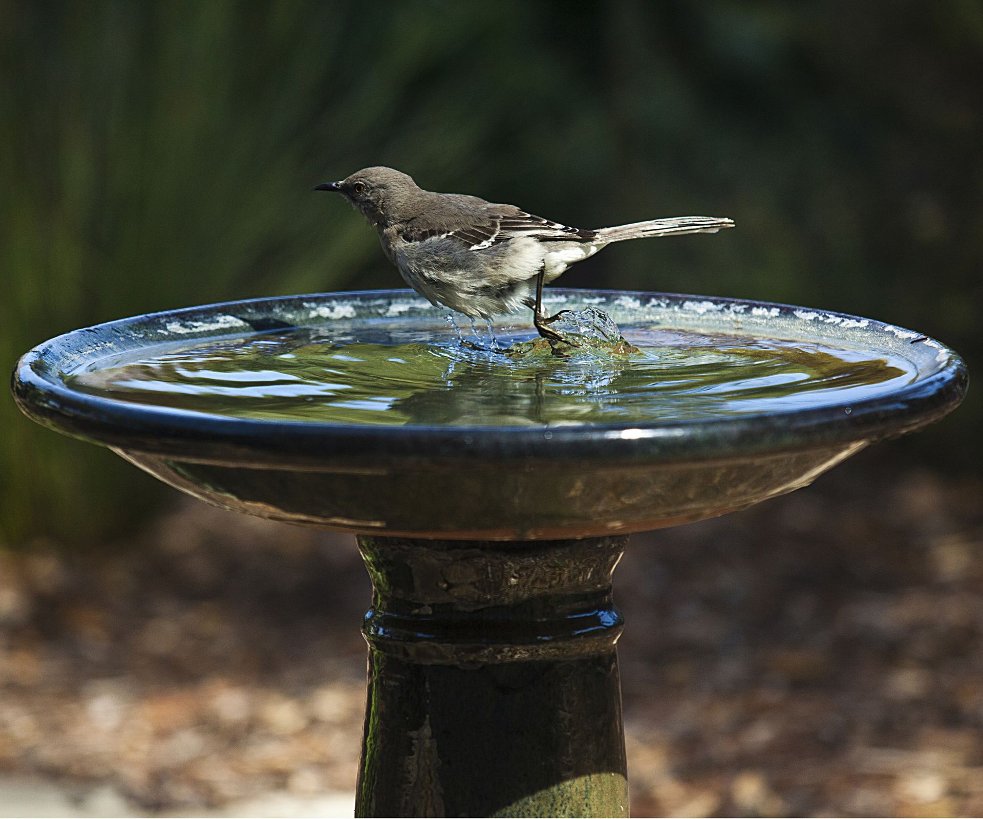 Bird bath winter care: 7 essential tips from the experts | Homes and Gardens