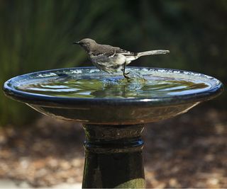 Black bird bath