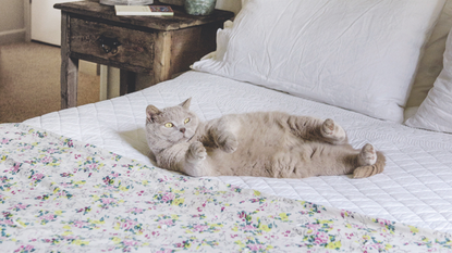 Bedroom decorated in a neutral colour with a double bed with blue and white flowered bedspread and grey cat lying on the bed.