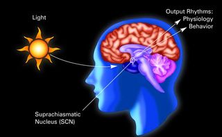 master clock in the brain