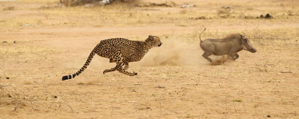 Cheetah in Kruger National Park chasing wart hog at full speed.