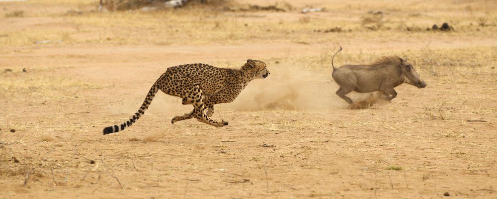 Why Cheetahs Are the World's Fastest Animals | Running Speed | Live Science