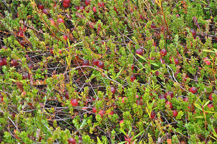 A terminal bud is located at the tip of the upright branches and contains the plant's flower buds.