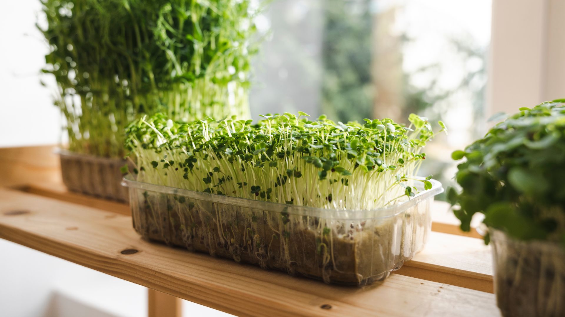 microgreens in trough on wooden shelf