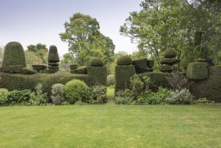 The yew hedges at Weirs Barn