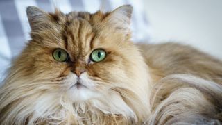 Persian cat