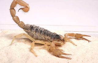 A desert hairy scorpion, <em>Hadrurus arizonensis</em>. Scorpions are not spiders, but they are members of the Aracnida class. This is largest scorpion in North America, reaching up to 7 inches (18 centimeters), this animal beats the daytime heat of its d