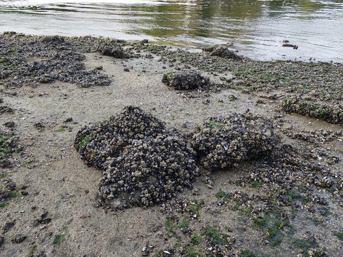 Wet rocks with barnacles all over