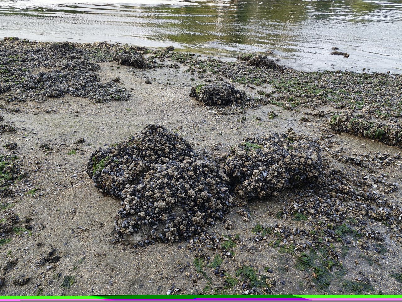 Wet rocks with barnacles all over