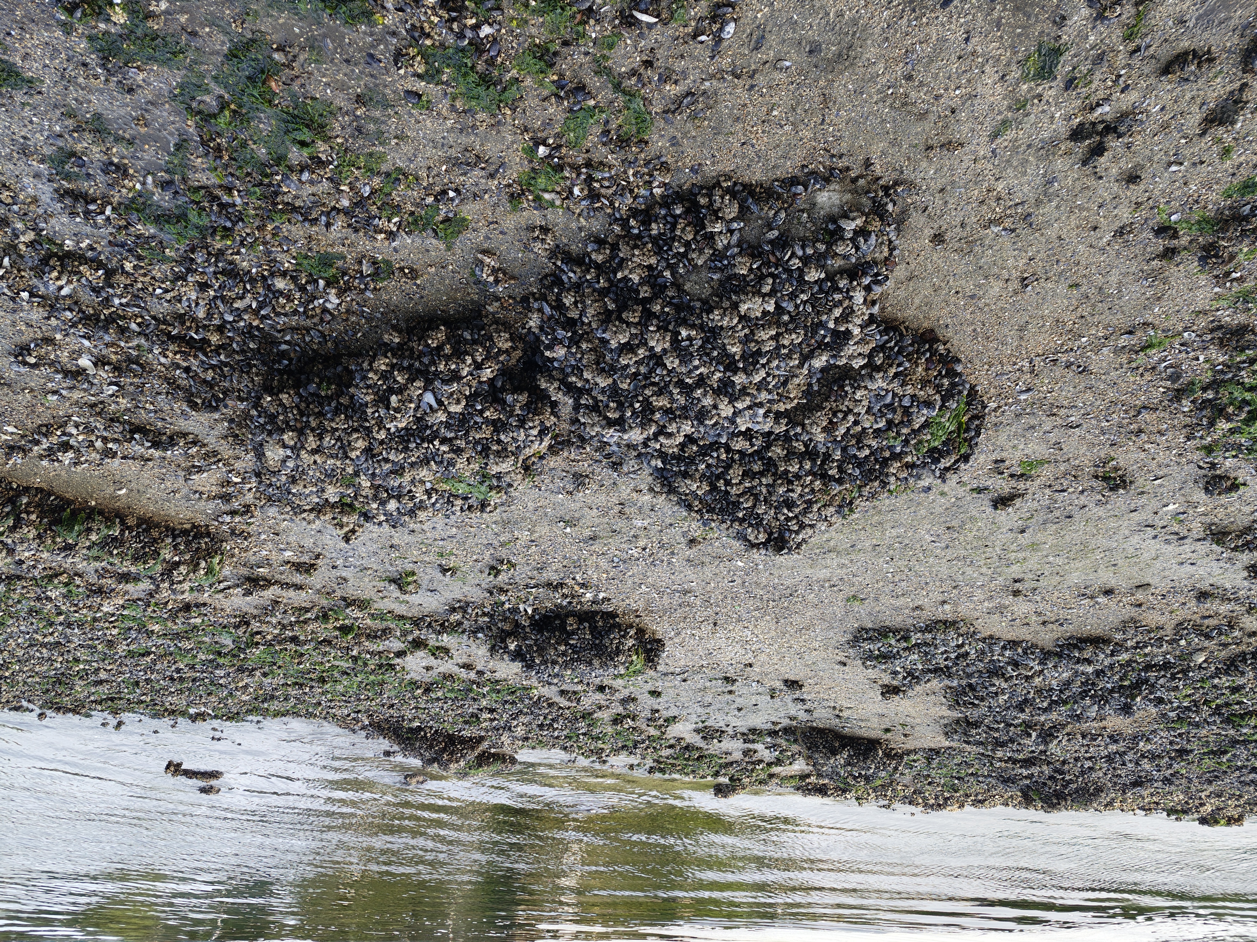 Wet rocks with barnacles all over