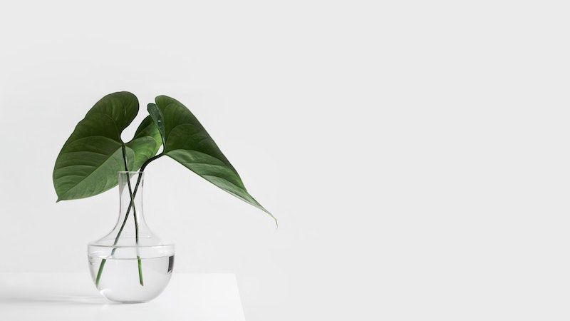 plant on white table