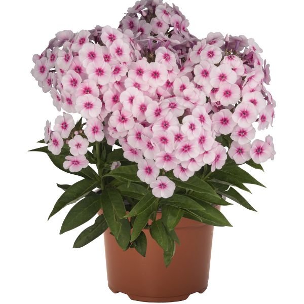 Flame&amp;reg; Pro Baby Doll Garden Phlox
