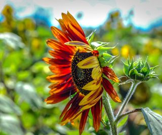 Red Giant Sunflower