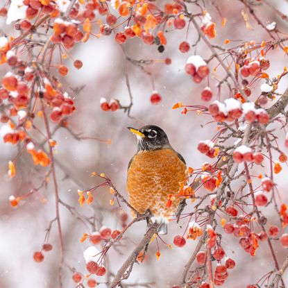 american robin perched on tree filled with berries in winter