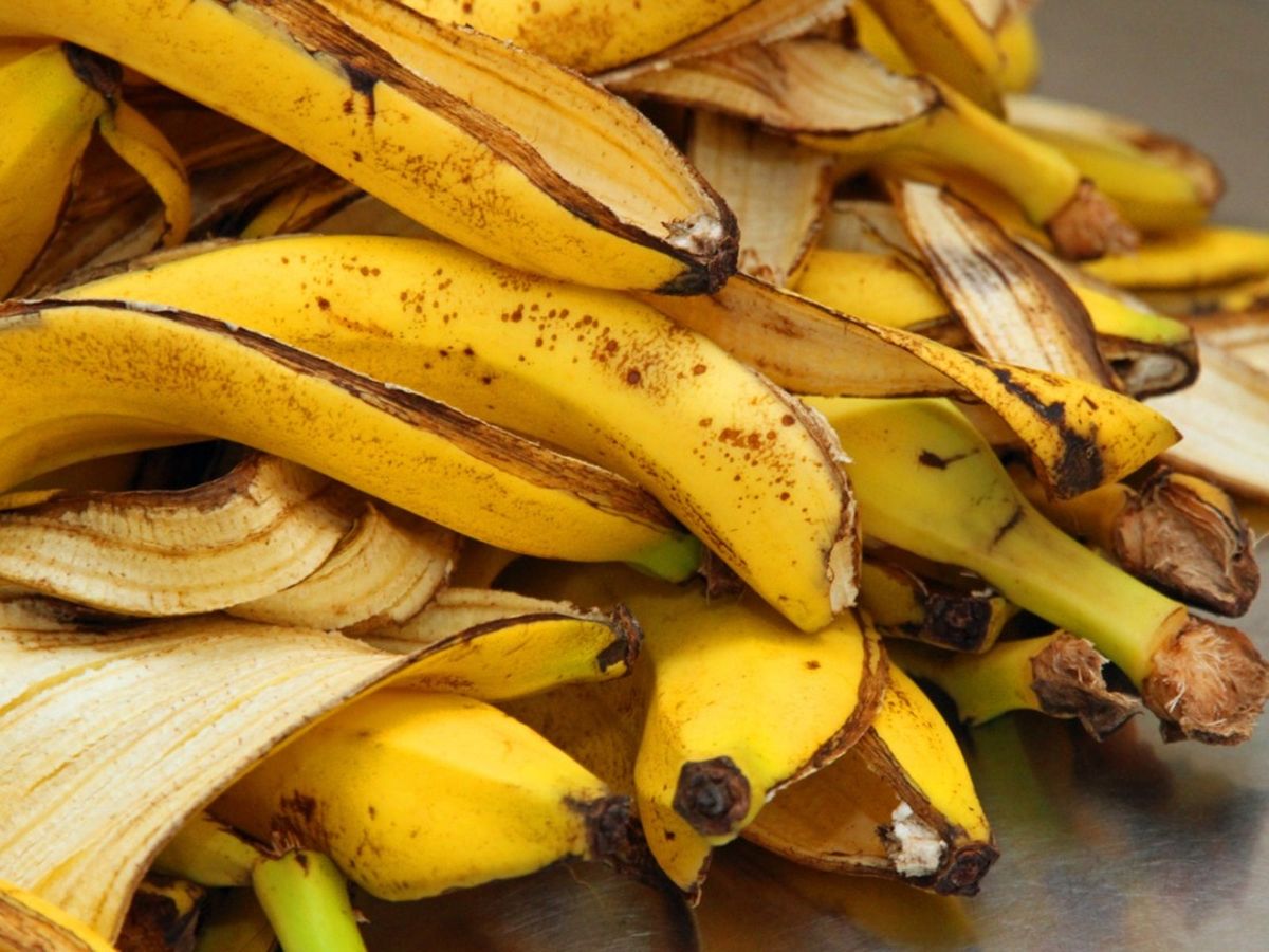 Using Banana Peel In Compost The Effect Of Bananas On Soil Compost