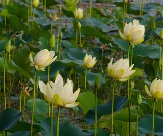 American lotus in bloom during summer, with pale yellow flowers