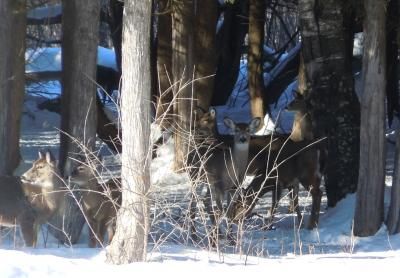 Deer May Be Peeing Themselves Out of Their Favorite Winter Habitats, Science