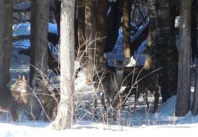 White-tailed deer