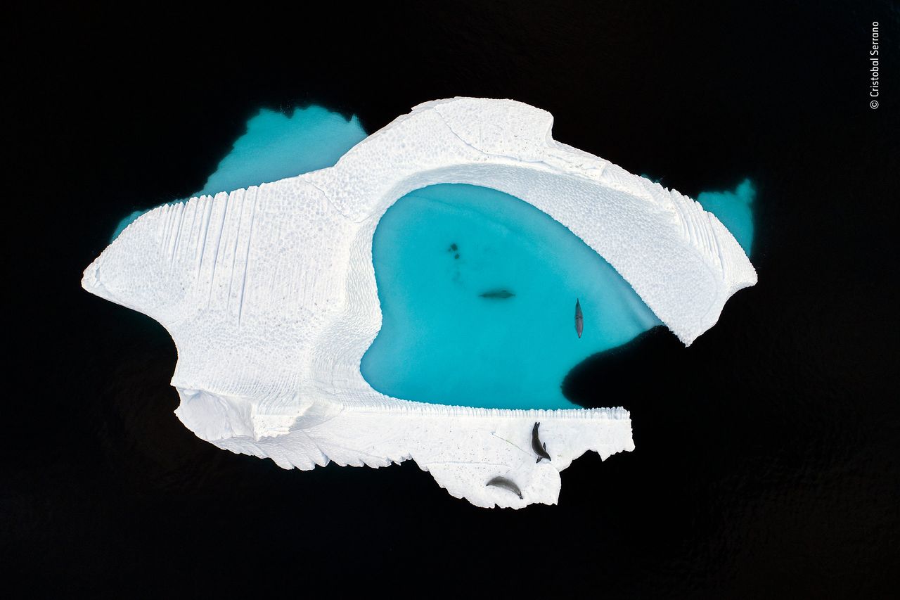 The Ice Pool by Cristobal Serrano, Spain. Winner 2018, Creative Visions