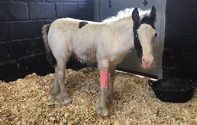 Luis-foal