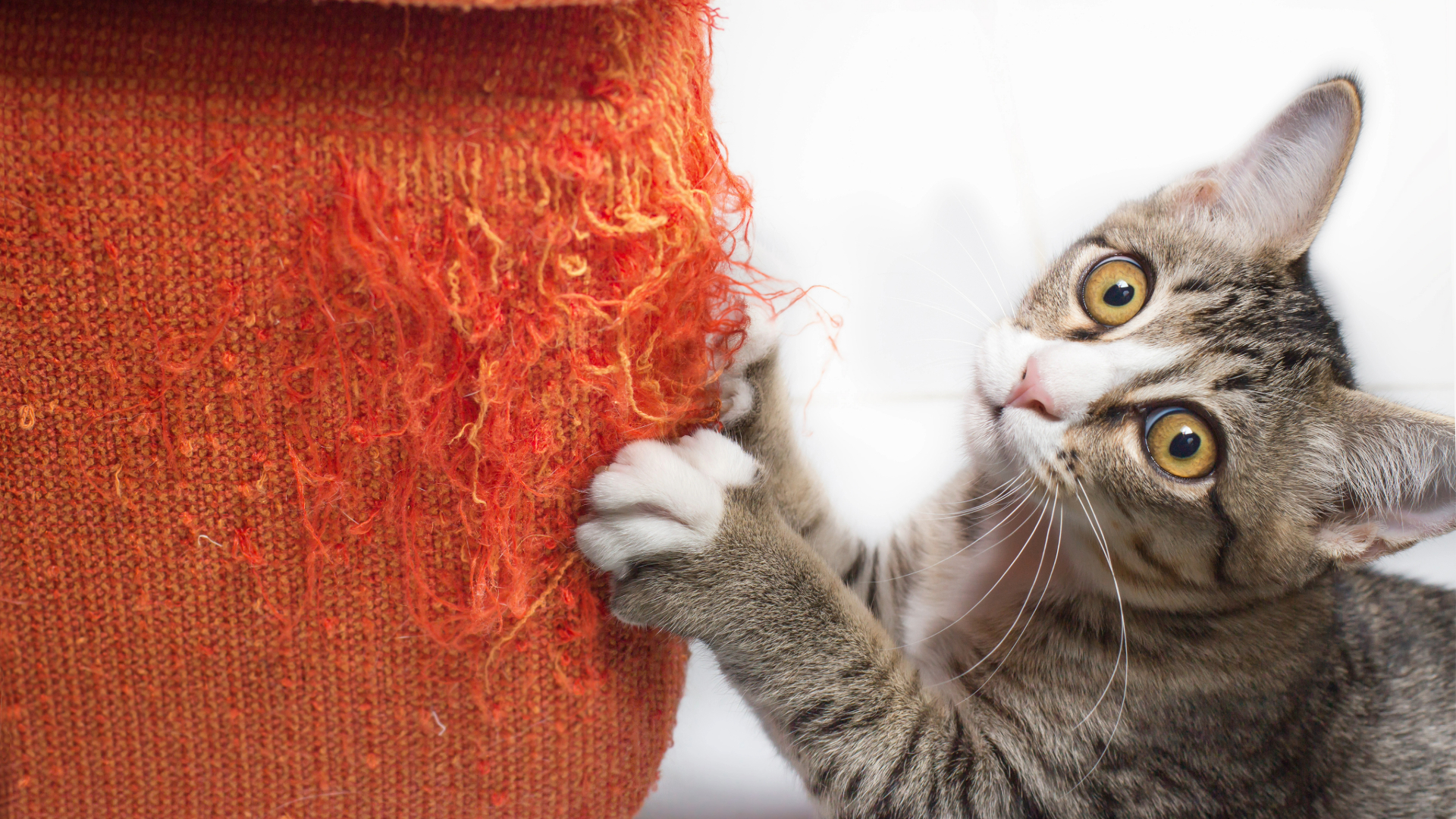 Mischievous kitten scratching an orange sofa