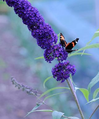 butterfly on a purple flower of a Butterfly bush ‘Black Knight’