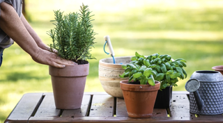 Repotting herbs