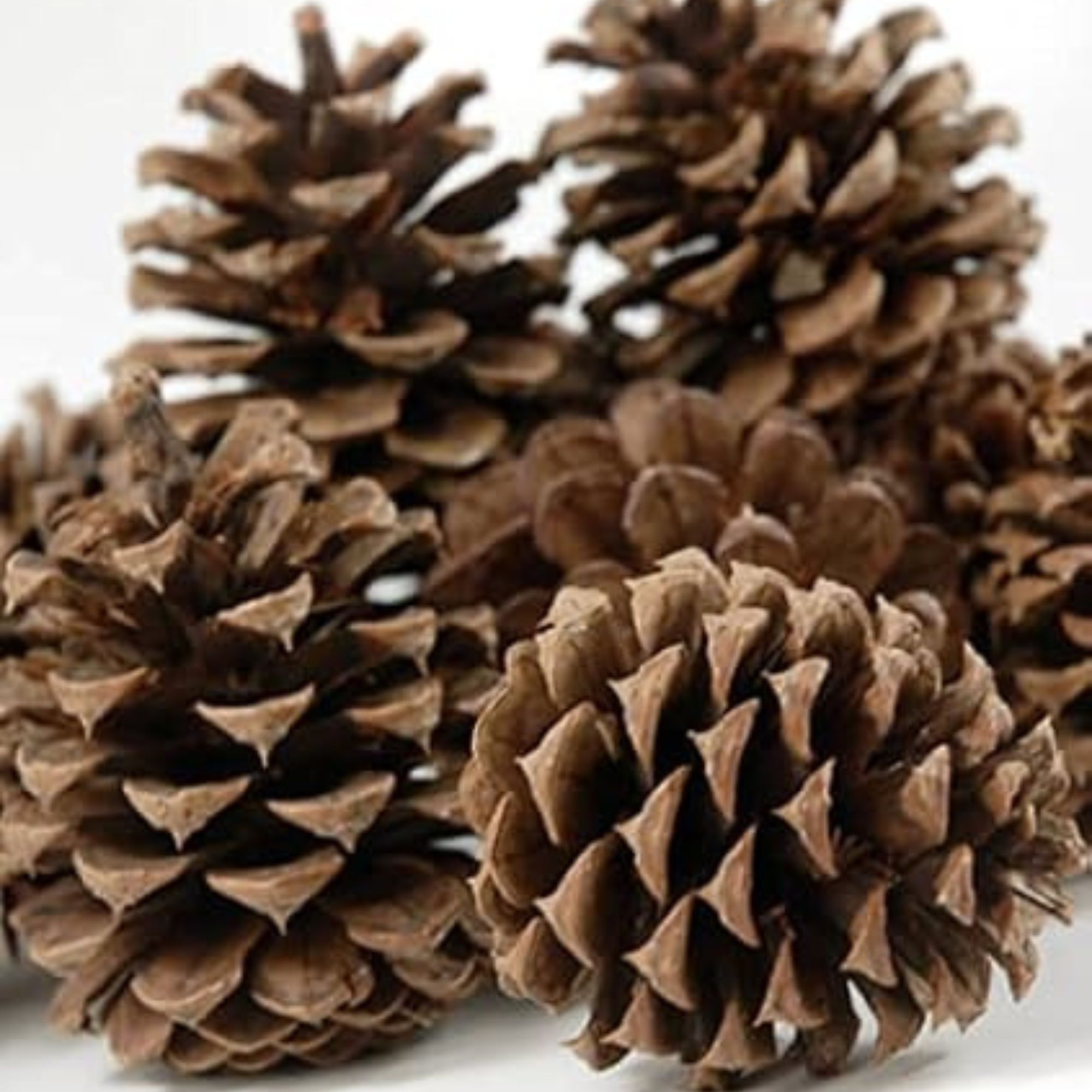 Pinecones