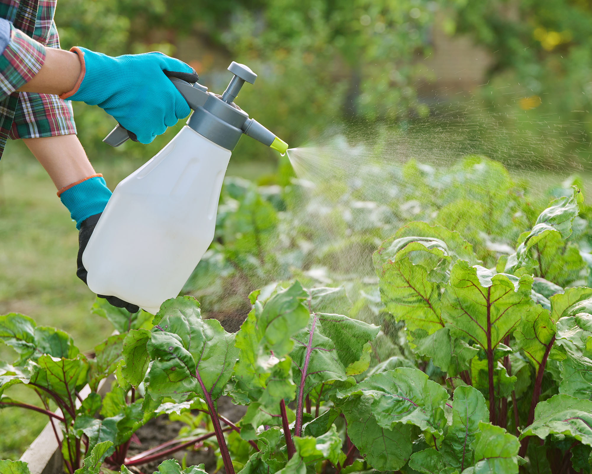 Close-up of hands with sprayer, spraying beet plants on a wooden raised bed box, suggesting the protection from fungal diseases or insect control