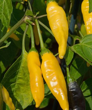 Peruvian Lemon Drop chillies ripening and ready for harvest