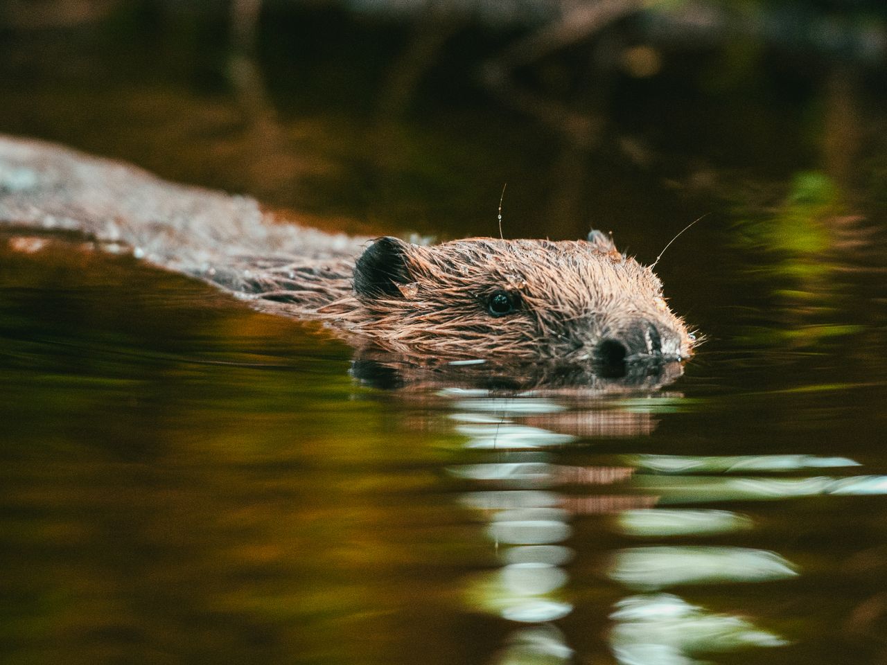 Beaver swimming in the water