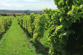 English vineyard