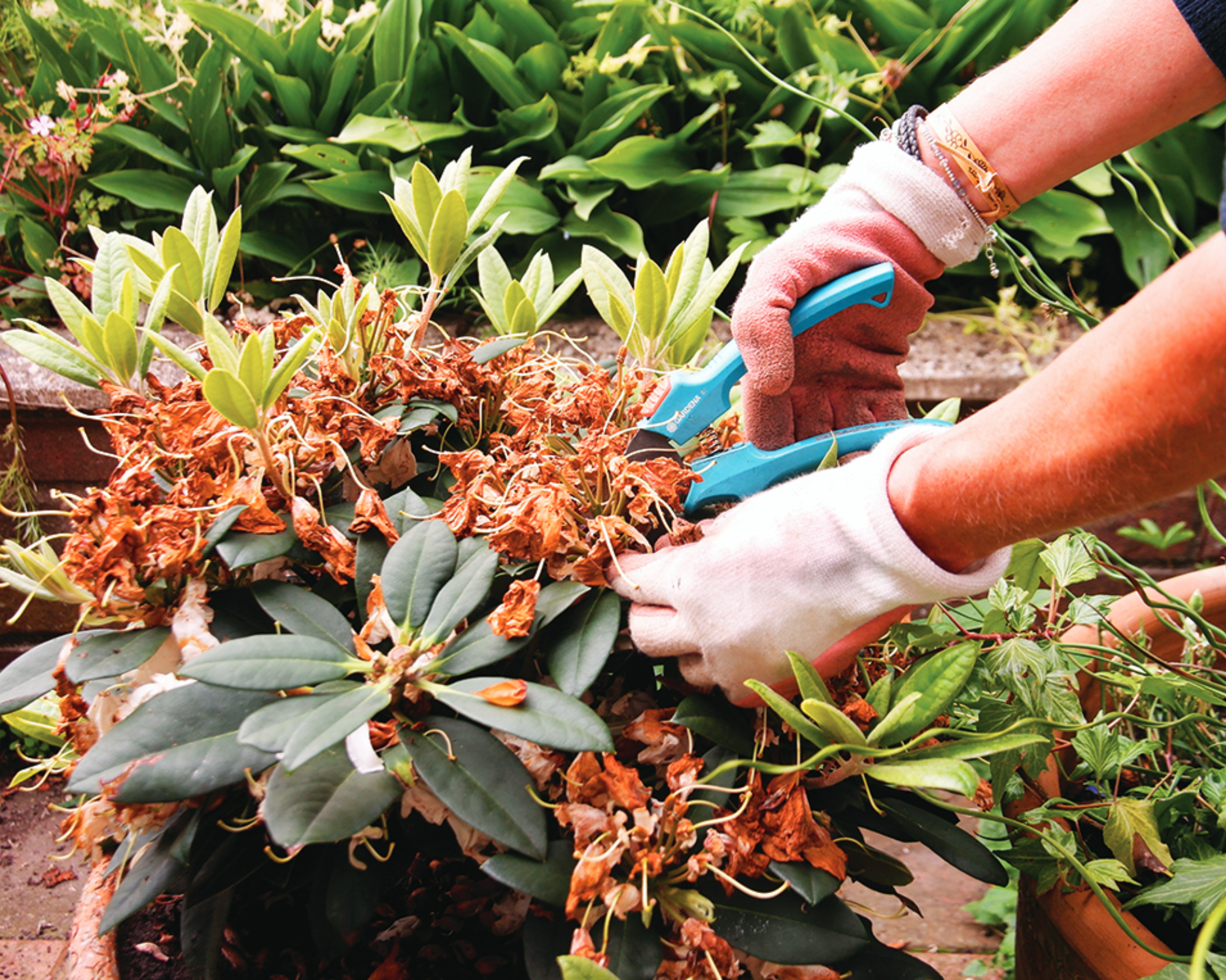 person using hand pruners to remove faded flowers from rhododendron, deadheading
