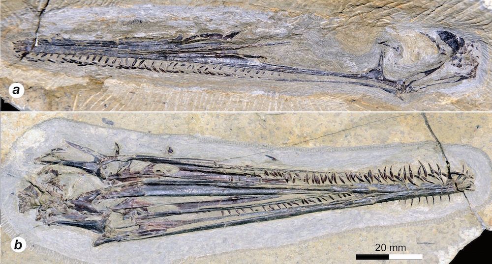 filter-feeding pterosaur 