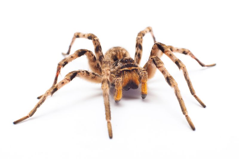 Spiders Look Bigger If You’re Afraid of Them Live Science