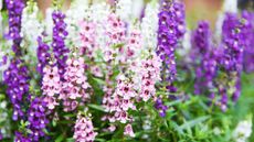 Colorful Angelonia Beautiful flowers in purple pink white