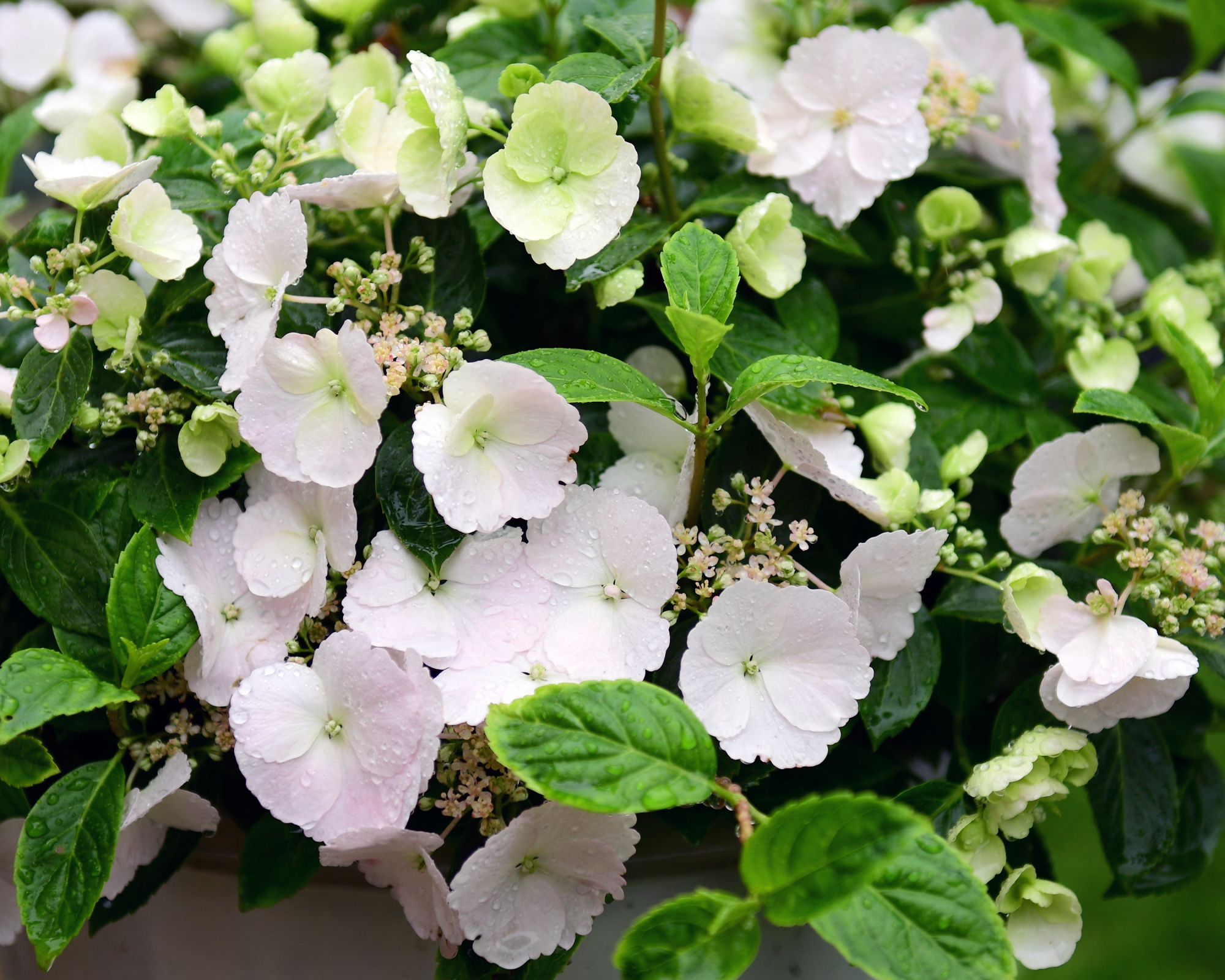 Hydrangea Fairytrail Bride also known as Hydrangea Runaway Bride, a new cascade hydrangea cultivar with white flowers and trailing stems