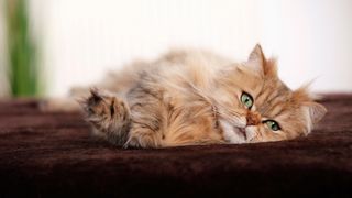 Persian cat