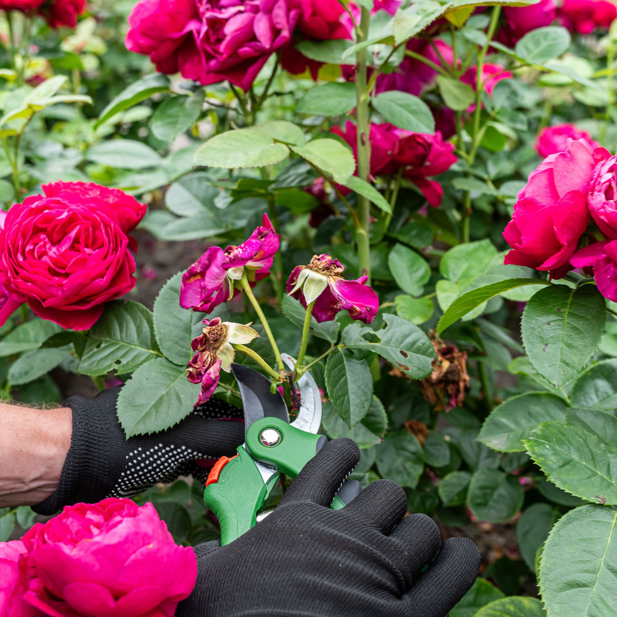 pruning roses with secateurs