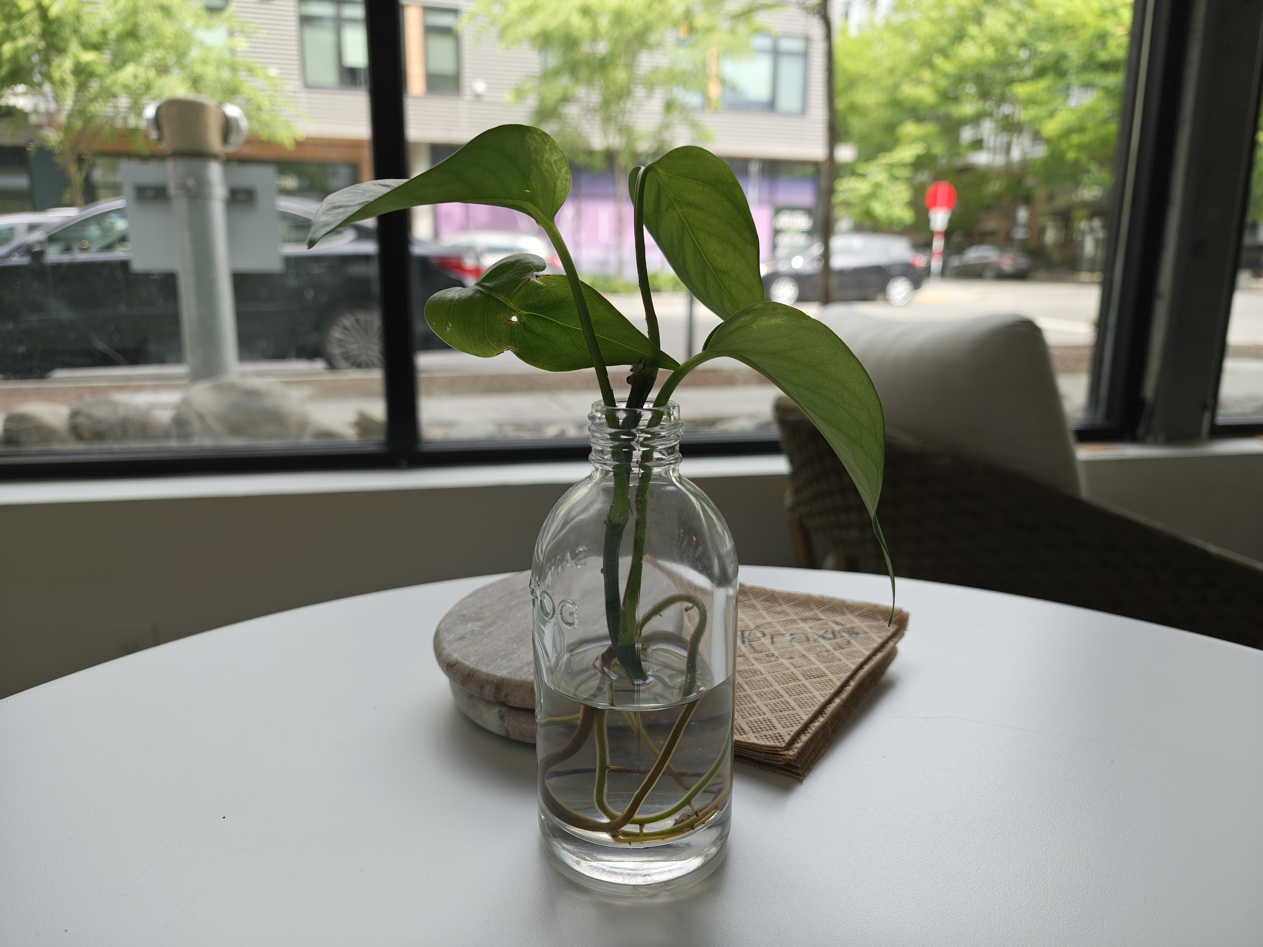 A plant in a vase on a white table