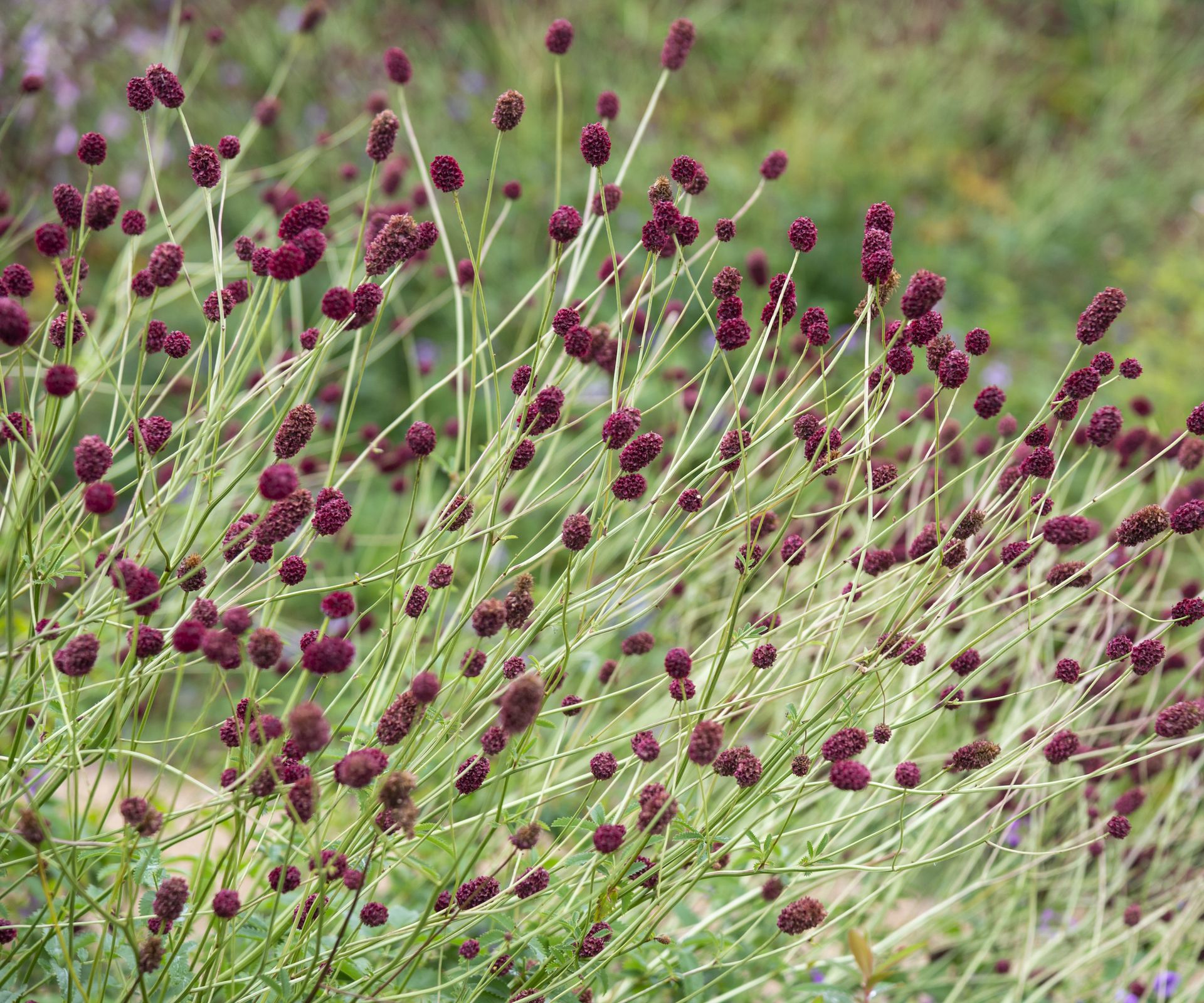 Best perennial plants for pots: 16 beautiful varieties Homes and Gardens