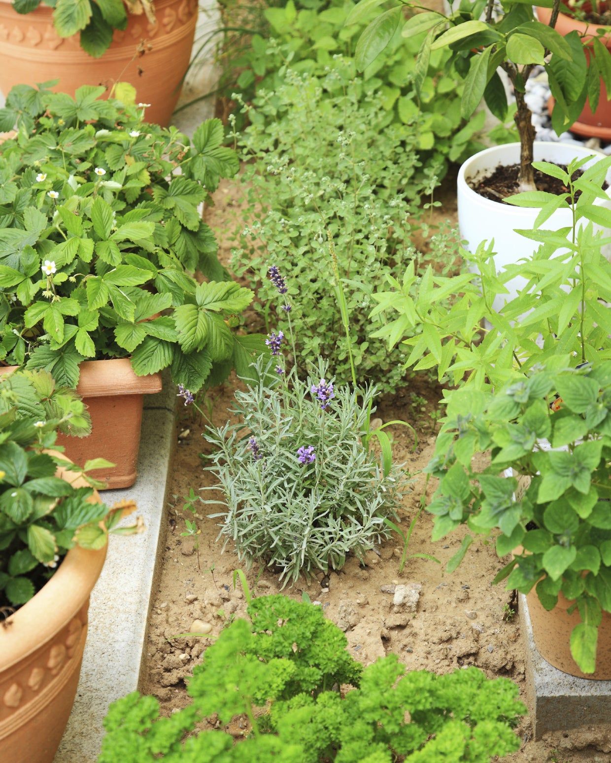 Herb Garden