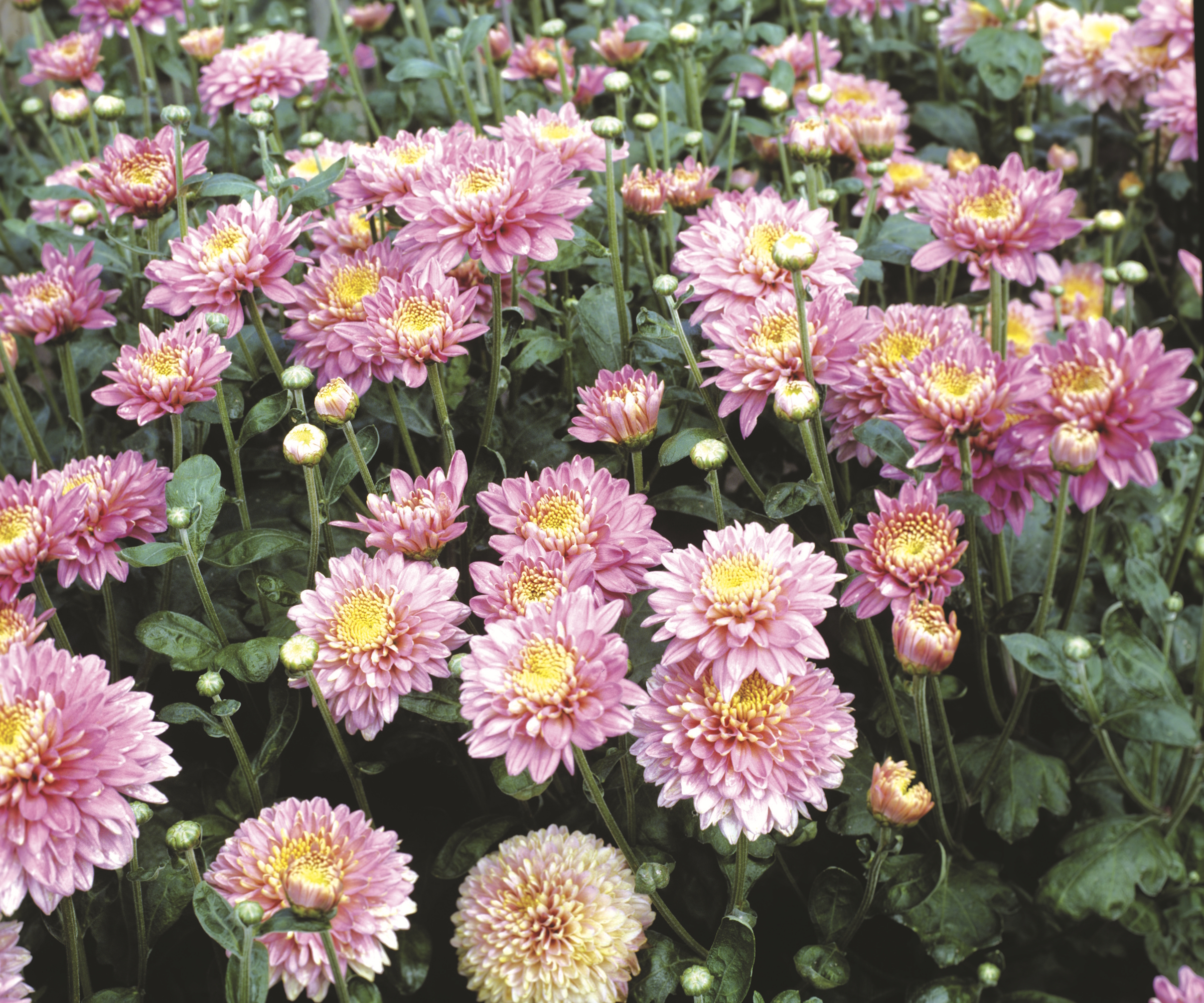 Lots of pink flowers on Chrysanthemum Talbot Parade plants