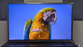 A strikingly colored parrot on the screen of the Samsung S99H OLED TV